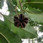 Esenbeckia leiocarpa Fruit