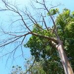 Bursera simaruba ശീലം