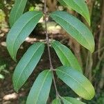 Baillonia amabilis Leaf