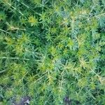 Galium maritimum Leaf