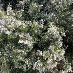 Erica arborescens Blomma