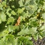 Arabis caucasica Leaf