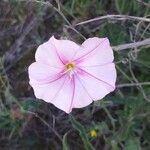 Convolvulus cantabrica फूल
