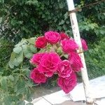 Rosa virginiana Çiçek