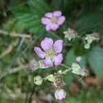 Rubus fruticosus Λουλούδι