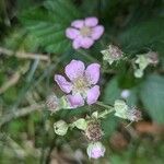 Rubus fruticosus Blomst