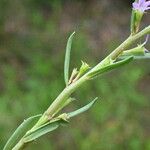 Lythrum hyssopifolia Foglia