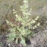 Salvia spinosa Blomma