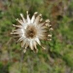 Centaurea collina Kvet