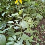 Rudbeckia laciniataBlatt