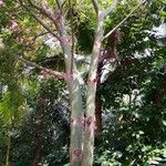 Ceiba insignis Συνήθη χαρακτηριστικά