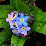 Myosotis sylvatica Flower