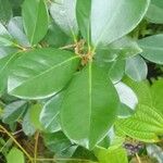 Psidium cattleyanum List