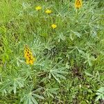 Lupinus luteus Flower