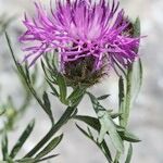 Centaurea corymbosa 花