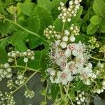 Spiraea albaЦветок