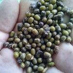 Vigna radiata Gyümölcs
