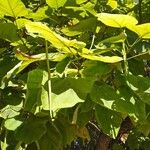 Catalpa ovata ᱥᱟᱠᱟᱢ