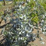 Eryngium maritimum आदत