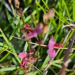 Polygala amboniensisFloro