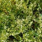 Atriplex tatarica Folha