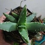 Faucaria tigrina ഇല