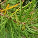 Banksia spinulosa Φύλλο