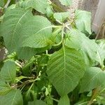 Atropa bella-donna Leaf