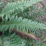 Polystichum aculeatum Blad