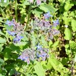 Borago officinalisKvet