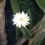 Cereus hexagonus Fleur