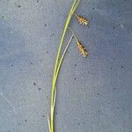 Carex limosa Kabuk