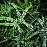 Adiantum hispidulum Habitat