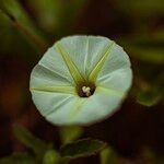Ipomoea obscura Λουλούδι