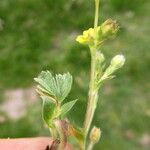 Potentilla crantzii Feuille