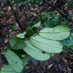 Macrolobium multijugum Leaf