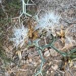 Launaea arborescens Фрукт