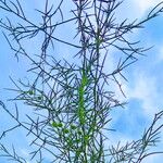 Asparagus verticillatus Blatt