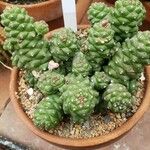 Euphorbia ritchiei Hàbitat