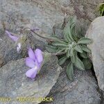 Viola diversifolia आदत