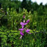 Calopogon tuberosus Flor