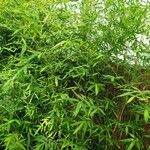 Phyllostachys aurea Hábito