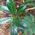 Chassalia gaertneroides Hoja