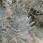 Abies concolor Fuelha