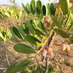 Simarouba amara Fruit