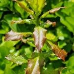 Vaccinium cylindraceum Hoja