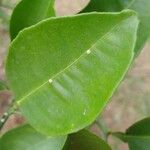 Citrus hystrix Leaf