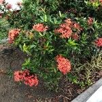 Ixora coccineaFlower