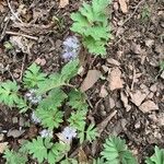 Hydrophyllum capitatum Bloem