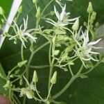 Ayenia catalpifolia Outro